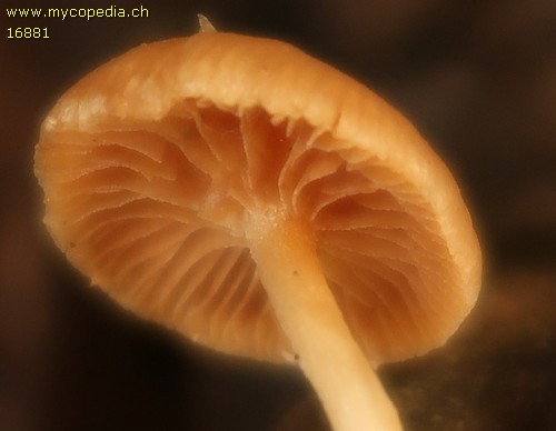 Simocybe centunculus - 