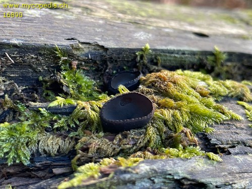 Pseudoplectania melanea - 