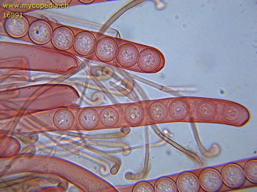 Pseudoplectania melanea - 