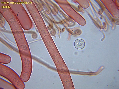 Pseudoplectania melanea - 