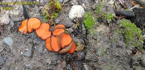 Scutellinia scutellata - 