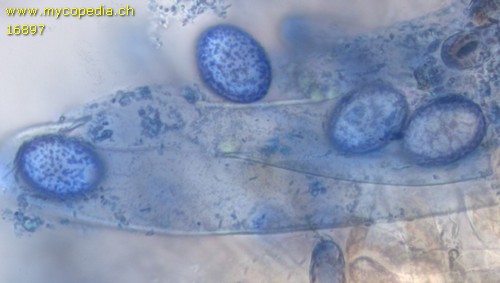 Scutellinia scutellata - 