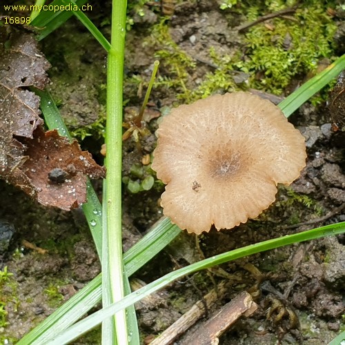 Entoloma rusticoides - 
