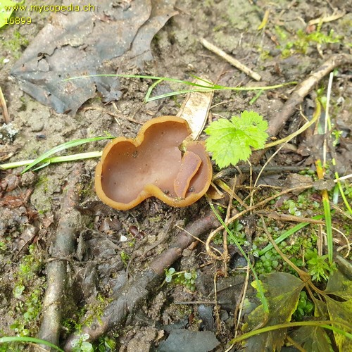 Paragalactinia succosa - 