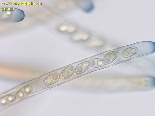 Paragalactinia succosa - 