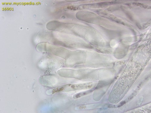 Paragalactinia succosa - 