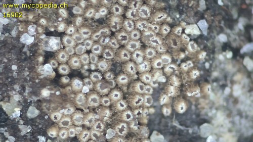 Merismodes confusa - 