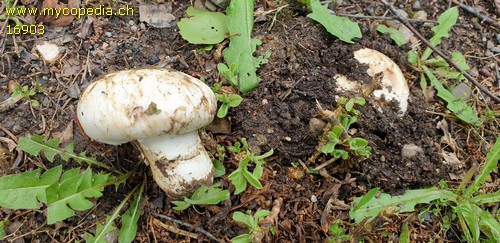 Agaricus bitorquis - 