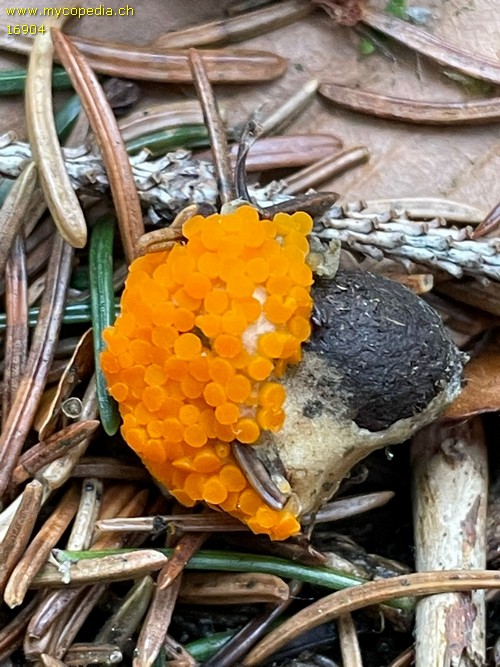 Byssonectria terrestris - 