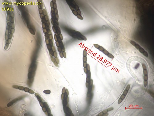 Sporormiella leporina - 