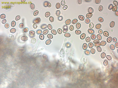 Deconica crobula - 