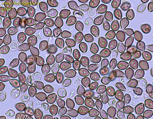 Deconica crobula - 