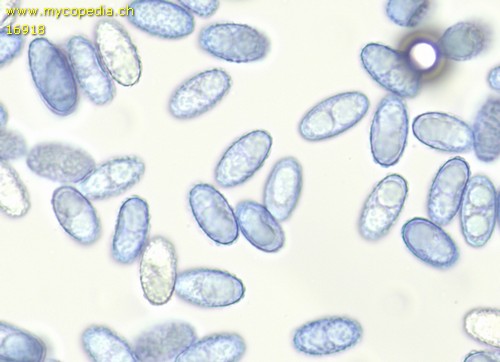 Paragalactinia succosa - Spore/n - Baumwollblau  - 