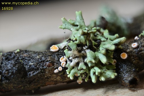Lachnellula occidentalis - Haare - 
