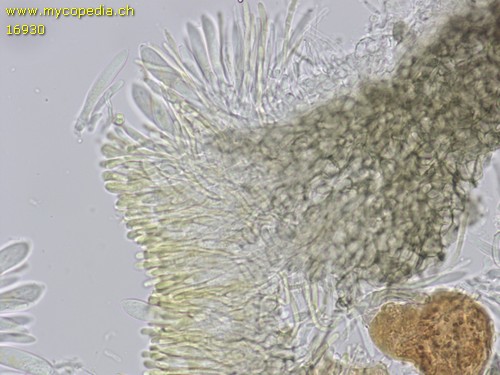 Mollisia fusca - Paraphysen - KOH  - 