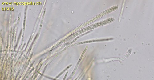 Lachnellula occidentalis - 