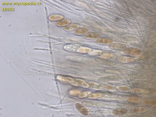 Lachnellula occidentalis - Spore/n - Baumwollblau  - 