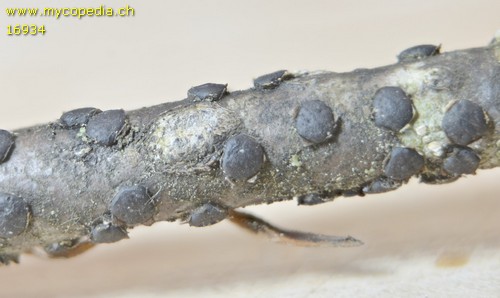 Diatrype bullata - 
