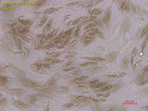 Diatrype bullata - 