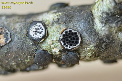 Diatrype bullata - 
