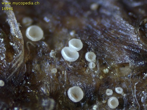 Psilachnum chrysostigmum - 