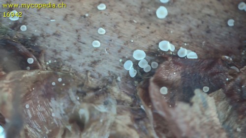 Psilachnum chrysostigmum - 