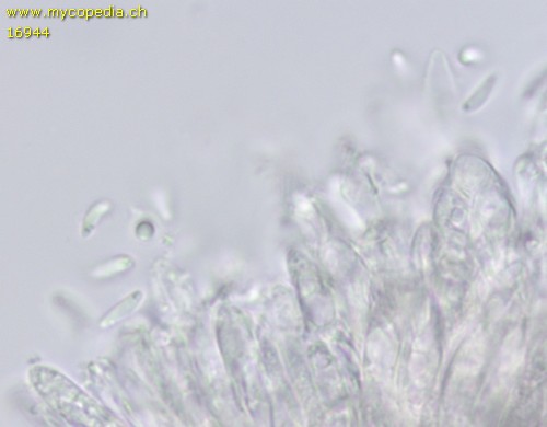 Psilachnum chrysostigmum - Spore/n - Wasser  - 