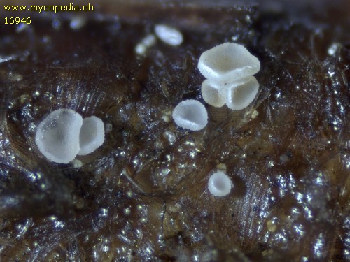 Psilachnum chrysostigmum - 