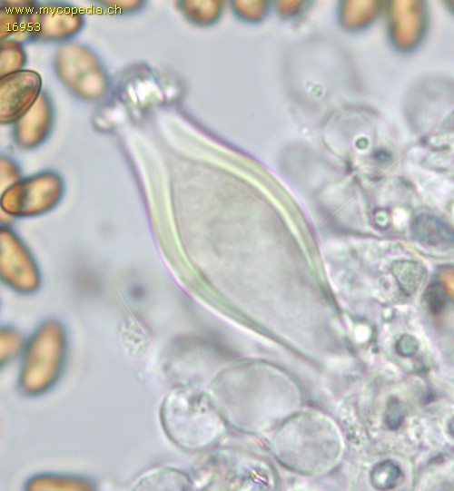 Inocybe ochroalba - Cheilozystiden - 