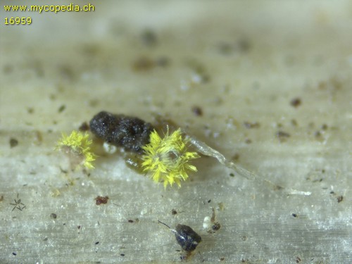 Dasyscyphus sulphureus - 