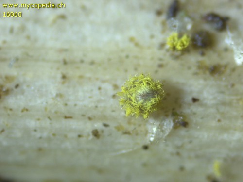 Dasyscyphus sulphureus - 