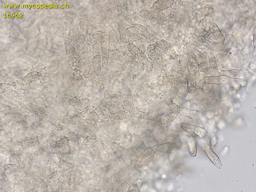 Peniophora aurantiaca - 