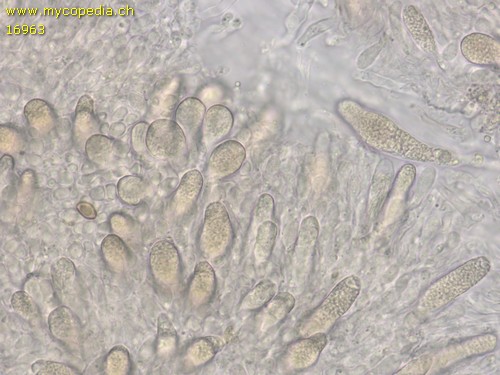 Peniophora aurantiaca - 