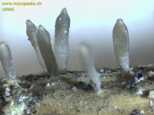 Acrospermum compressum - 