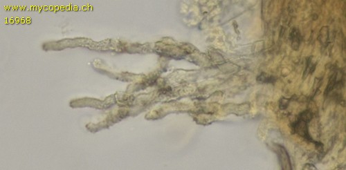 Cistella grevillei - Haare - 