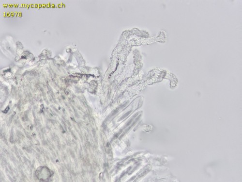 Cistella grevillei - Haare - 