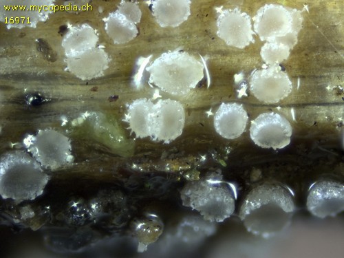 Cistella grevillei - 
