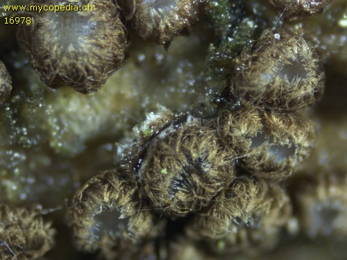 Trichopezizella barbata - 