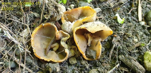 Paragalactinia succosa - 