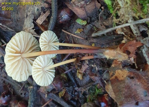 Marasmius cohaerens - 