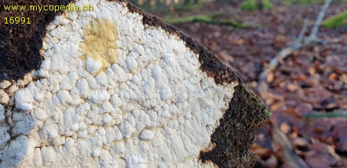 Antrodia xantha - 