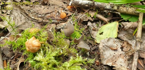 Helvella sublicia - 