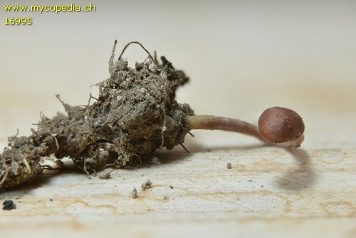 Ophiocordyceps larvicola - 
