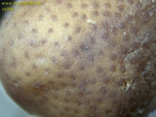 Ophiocordyceps larvicola - 