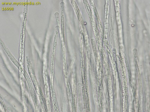 Ophiocordyceps larvicola - 