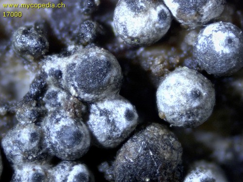 Lasiosphaeria ovina - 