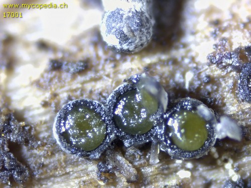 Lasiosphaeria ovina - 