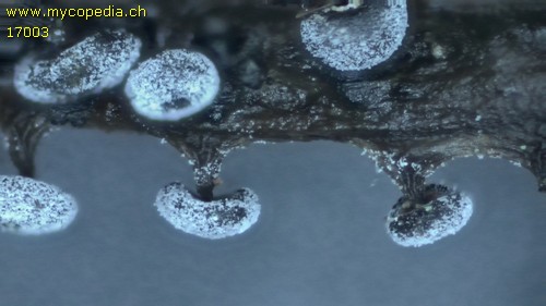 Didymium melanospermum - 