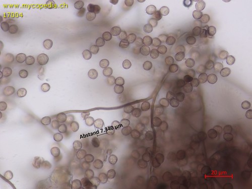 Didymium melanospermum - 