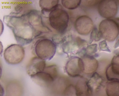 Didymium melanospermum - Kalkkristalle - 